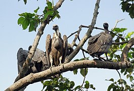 Bengalgeier im Rema-Kalenga Wildlife Sanctuary