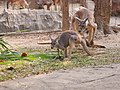 จิงโจ้ สวนสัตว์เชียงใหม่ Kangaroo in Chiang Mai Zoo (13).jpg