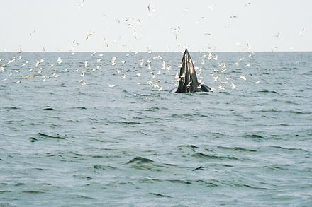 Eden's whale feeds in the gulf