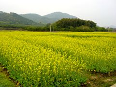 三月油菜花-南昆山脚下 - panoramio.jpg