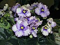 非洲紫羅蘭 Saintpaulia Island Hideaway -香港沙田紫羅蘭展 Shatin African Violet Show, Hong Kong- (9200965518).jpg