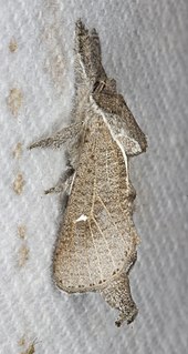 <i>Givira anna</i> Species of moth