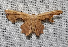 - 7653 – Calledapteryx dryopterata – Brown Scoopwing Moth (19351240484).jpg