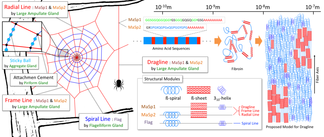 蜘蛛网的构成和蜘蛛丝结构的示意图[13][14]。左侧是一个蜘蛛网的示意图。红线表示牵引丝、径向丝和边框线，蓝线表示螺旋丝，网的中心称是蜘蛛的“家”。从叫做聚集体的腺体分泌粘稠的物质包裹住螺旋丝，并且还会在螺旋丝上以等间隔排列成一串粘球(浅蓝色)。从梨状腺分泌的附着物质用于连接和固定不同种类的丝线。研究人员推测，在微米级别下，牵引丝和径向丝中由丝蛋白形成的蛋白质的二次结构可能呈现出如图右侧所示那样，β折叠结晶和无定形的螺旋结构交织在一起。大量的螺旋结构对于提供了蜘蛛丝的韧性，β折叠结晶则提供了蜘蛛丝的强度。在结构模块显示牵引丝和径向丝主要由MaSp1和MaSp2两种蛋白组成，都具有β折叠结晶。而螺旋丝上则没有β折叠结晶。这也间接说明了为什么牵引丝和径向丝的强度比较大，而螺旋丝的韧性比较强。
