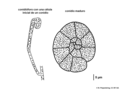 03 04 11 hifa con una celula conidiogena y un conidio de Hobsonia mirabilis, asexual Atractiellales Basidiomycota (M. Piepenbring).png