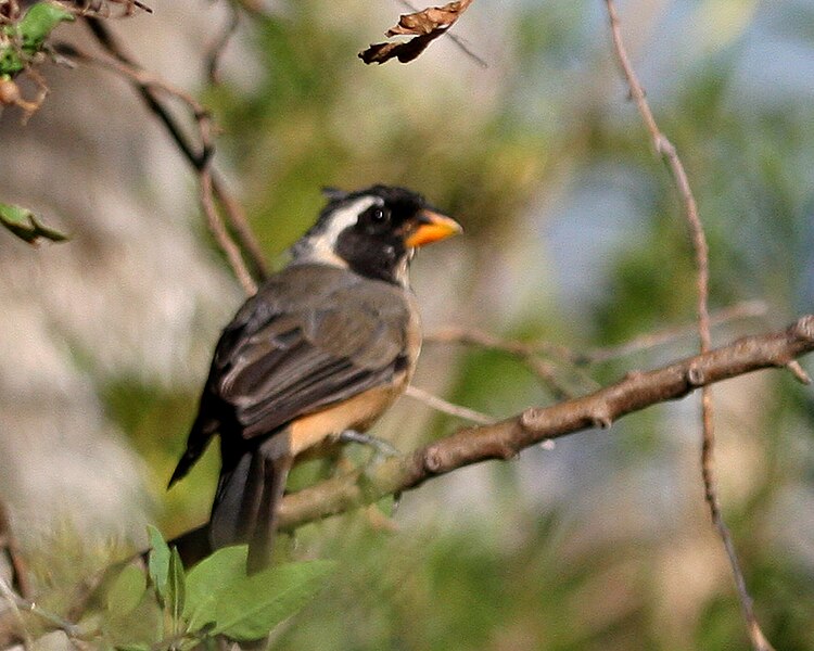 File:060328 golden-billed saltator CN - Flickr - Lip Kee.jpg