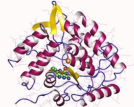 Триптофан 5-монооксигеназа человека, мономер.