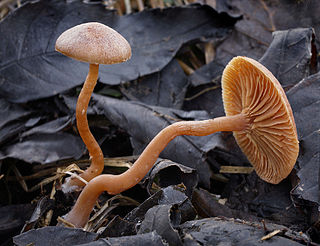 <i>Tubaria</i> Genus of fungi in the order Agaricales