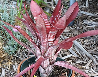 <i>Aechmea phanerophlebia</i> Species of flowering plant