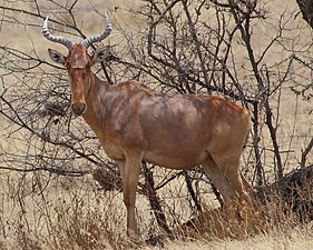 Alcelaphus buselaphus