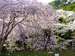 川代公園のしだれ桜2014-04-11