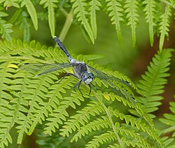 2014.07.16.-14-Zadlitzgraben Pressel--Oestliche Moosjungfer-Maennchen.jpg