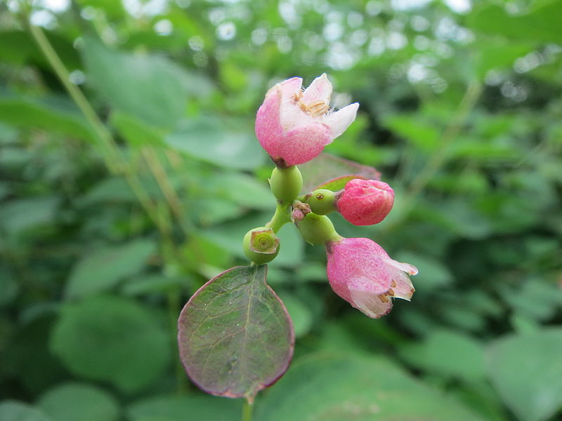 File:20140602Symphoricarpos albus4.jpg