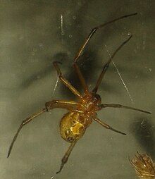 Brown widow spider found in Cairo, Egypt 20140627 001020CLOSE.jpg