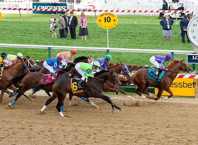 The start of the 2014 Preakness Stakes, an American Thoroughbred horse race