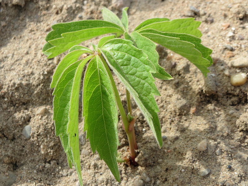 File:20150508Parthenocissus quinquefolia1.jpg