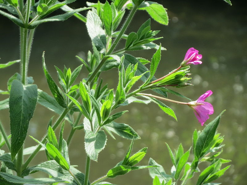 File:20150626Epilobium hirsutum1.jpg