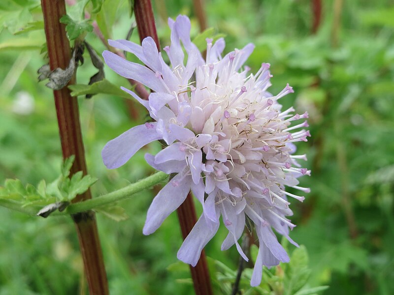 File:20151013Knautia arvensis1.jpg