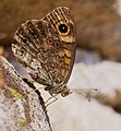 Mauerfuchs - Lasiommata megera, Weibchen