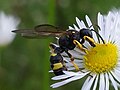 Bienenjagende Knotenwespe (Cerceris rybyensis)