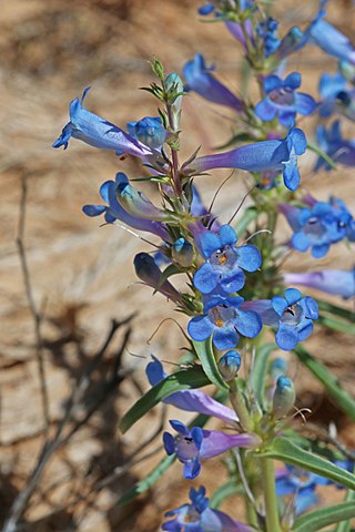 <i>Penstemon angustifolius</i> Species of flowering plant