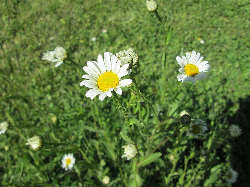 File:20180508Leucanthemum vulgare1.jpg