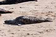 Seals at Horsey Dunes in Norfolk, United Kingdom.