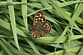 * Nomination A Speckled wood (Pararge aegeria) on gras in the protected landscape Altarme der Saar in Beckingen. --DavidJRasp 17:07, 18 February 2022 (UTC) * Decline  Oppose Not sharp enough and partly covered. --Steindy 23:47, 18 February 2022 (UTC)