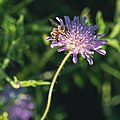 * Nomination A honey bee on a scabious flower --FlocciNivis 15:22, 7 February 2023 (UTC) * Promotion  Support Good quality. --Jakubhal 19:10, 7 February 2023 (UTC)