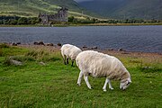 Sheep in front of Kilchurn Castle in Scotland, as viewed from a near layby.