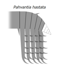 20210909 Radiodonta frontális függelék Pahvantia hastata.png