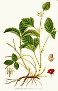309 Rubus saxatilis.jpg