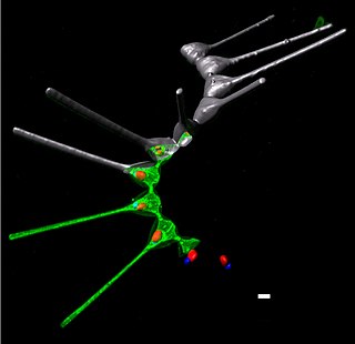 <i>Asterionellopsis</i> Genus of diatoms