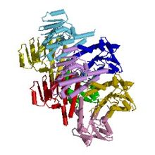 Modèle tridimensionnel de l'enzyme