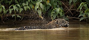 Panthera Onca: Etimologia, Taxonomia e evolução, Distribuição geográfica e habitat