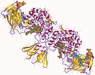 <span class="mw-page-title-main">Heparosan-N-sulfate-glucuronate 5-epimerase</span>