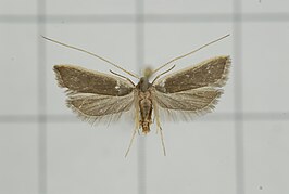 Homaloxestis myeloxesta