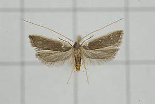 <i>Homaloxestis myeloxesta</i> Species of moth