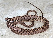 ASSAMESE CAT SNAKE.jpg