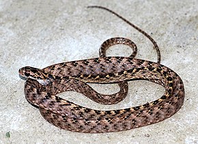 Beschreibung des Bildes ASSAMESE CAT SNAKE.jpg.