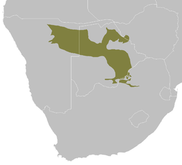 Kalahari Se Acacia-Baikiaea-Boomveld