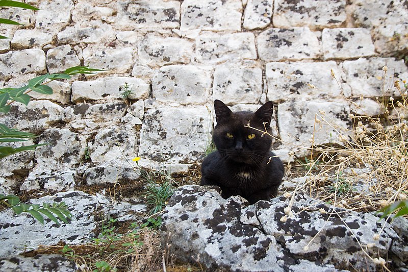 File:A feral cat in Kotor, September, 2015.jpg