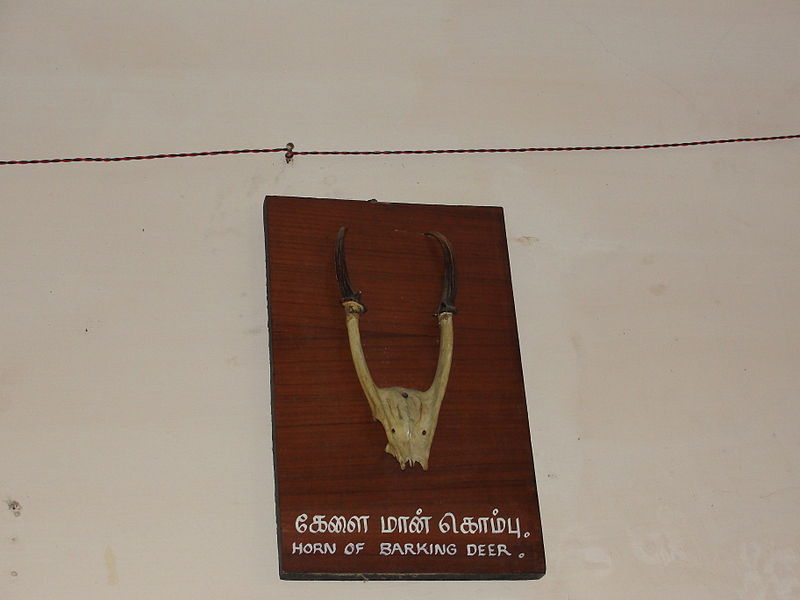 File:A horn of barking deer.JPG