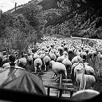 The train stops for sheep on the tracks.