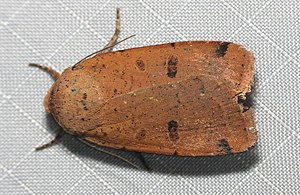 Abagrotis cupida 10752945.jpg