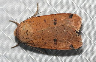 <i>Abagrotis cupida</i> Species of moth