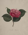 Abbé Laurent Berlèse - Iconographie du genre camellia- No. 171 - 1955.456 - Cleveland Museum of Art.tif