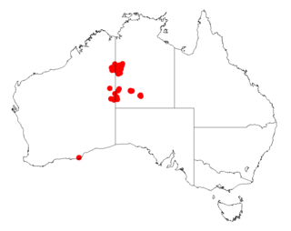 <i>Acacia minutifolia</i> Species of legume