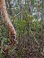 Acacia penninervis, 7th Brigade Park, Chermside, Queensland.