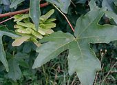 Sektion Platanoidea: Laubblatt und Früchte des Feld-Ahorn (Acer campestre)